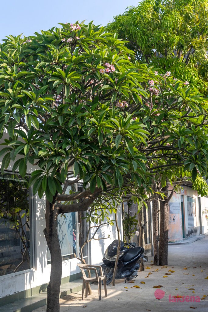 Плюмерия красная (Plumeria rubra) растения мальдив