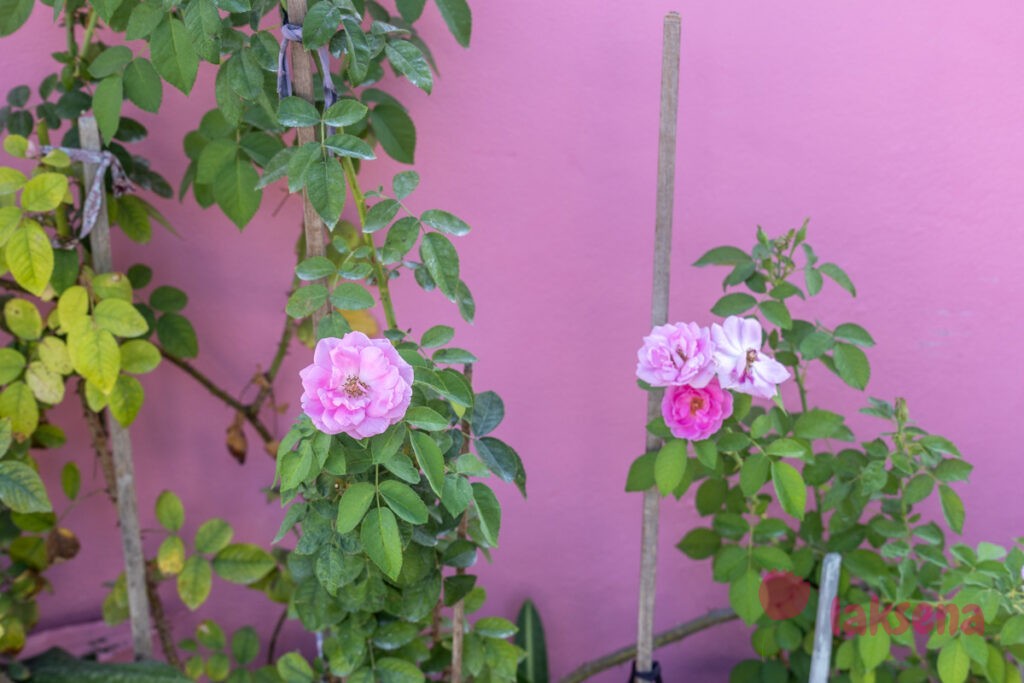 Полиантовая роза (Rosa polyantha) цветы мальдив