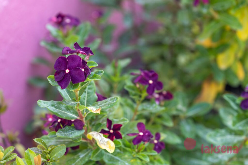 Катарантус розовый (Catharanthus roseus) цветы мальдив
