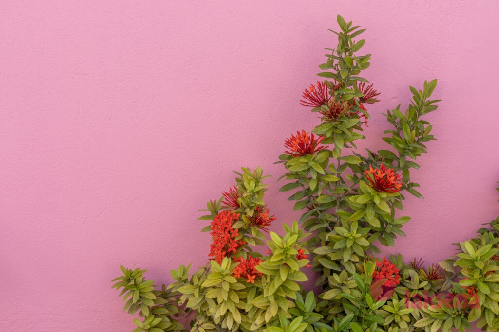 Иксора ярко-красная (Ixora coccinea) растения мальдив