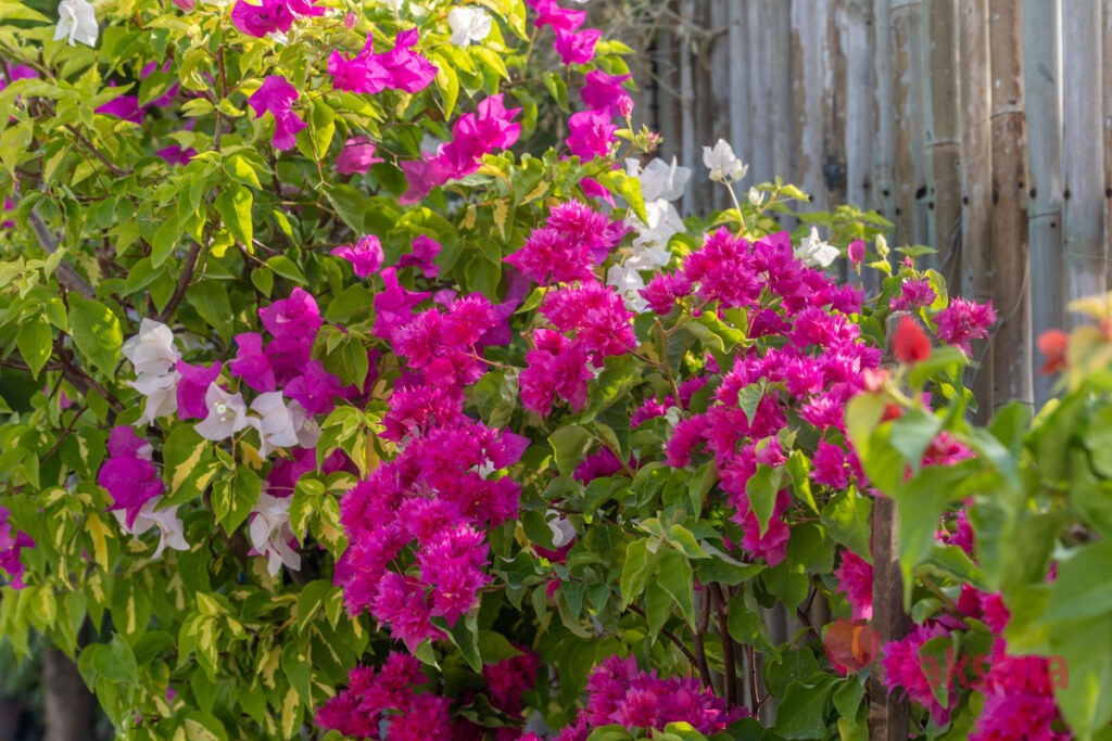 Бугенвиллея (Bougainvillea) цветы Мальдив
