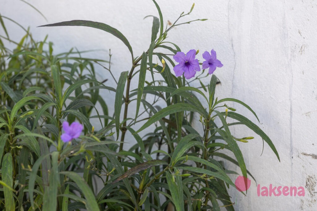 Руэллия Бриттона (Ruellia simplex) цветы мальдив