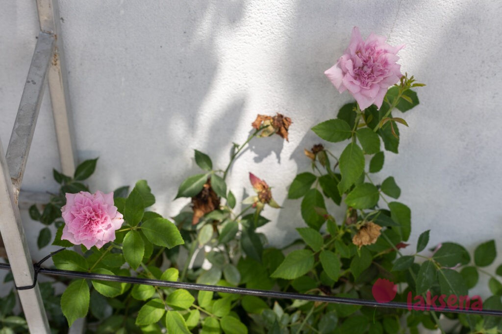 Полиантовая роза (Rosa polyantha) цветы мальдив