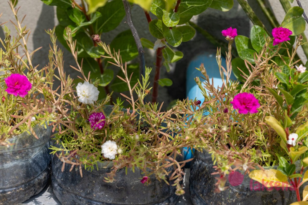 Портулак крупноцветковый (Portulaca grandiflora) растения мальдив