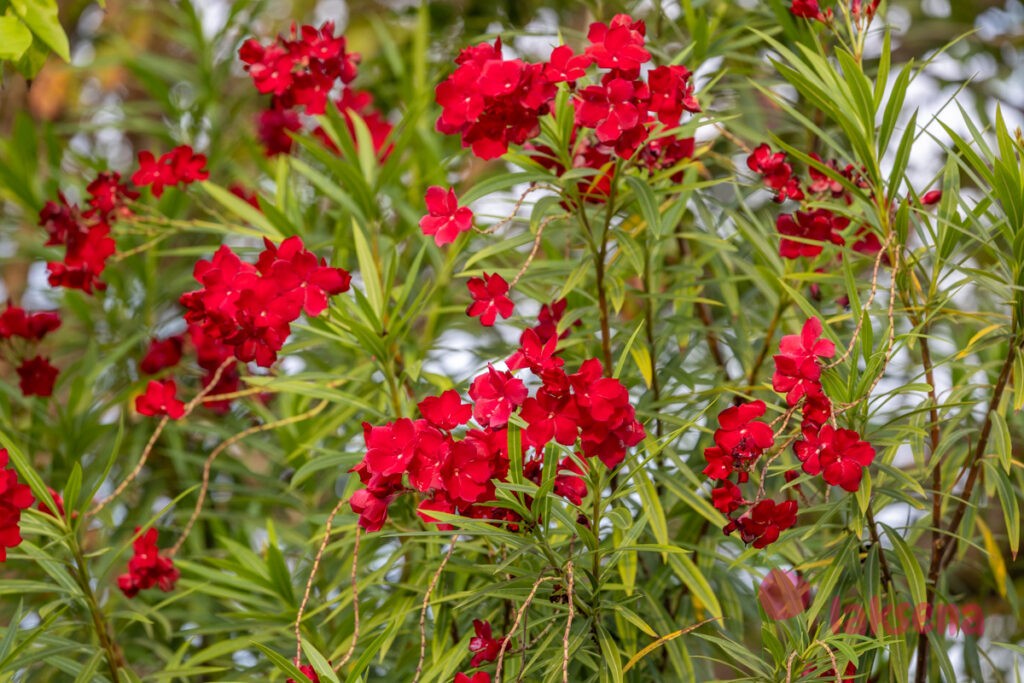 Олеандр (Nerium оleander) цветы мальдив