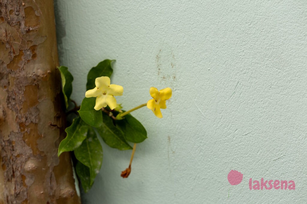 Брунфельсия американская (Brunfelsia americana) цветы мальдив