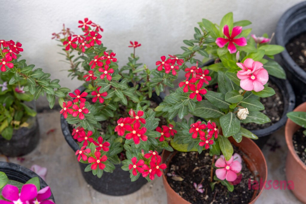 Катарантус розовый (Catharanthus roseus) цветы мальдив