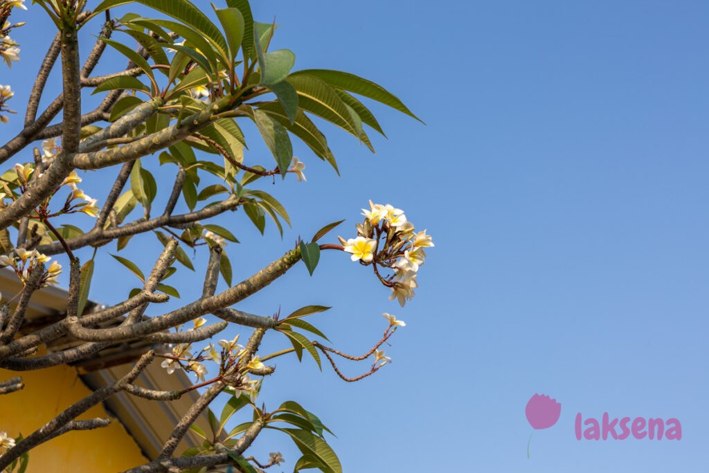 Плюмерия красная (Plumeria rubra) цветы мальдив