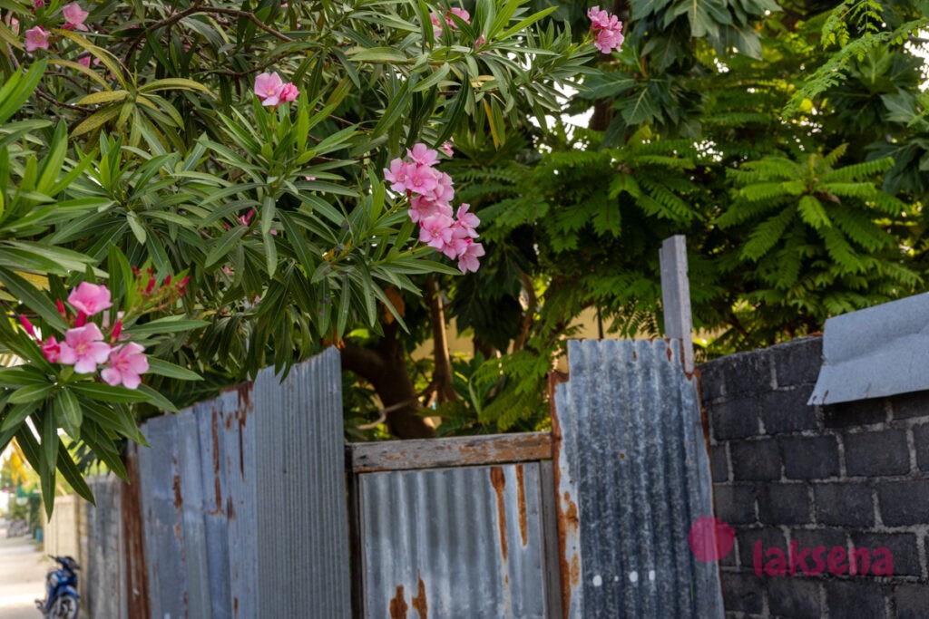 олеандр цветы мальдив