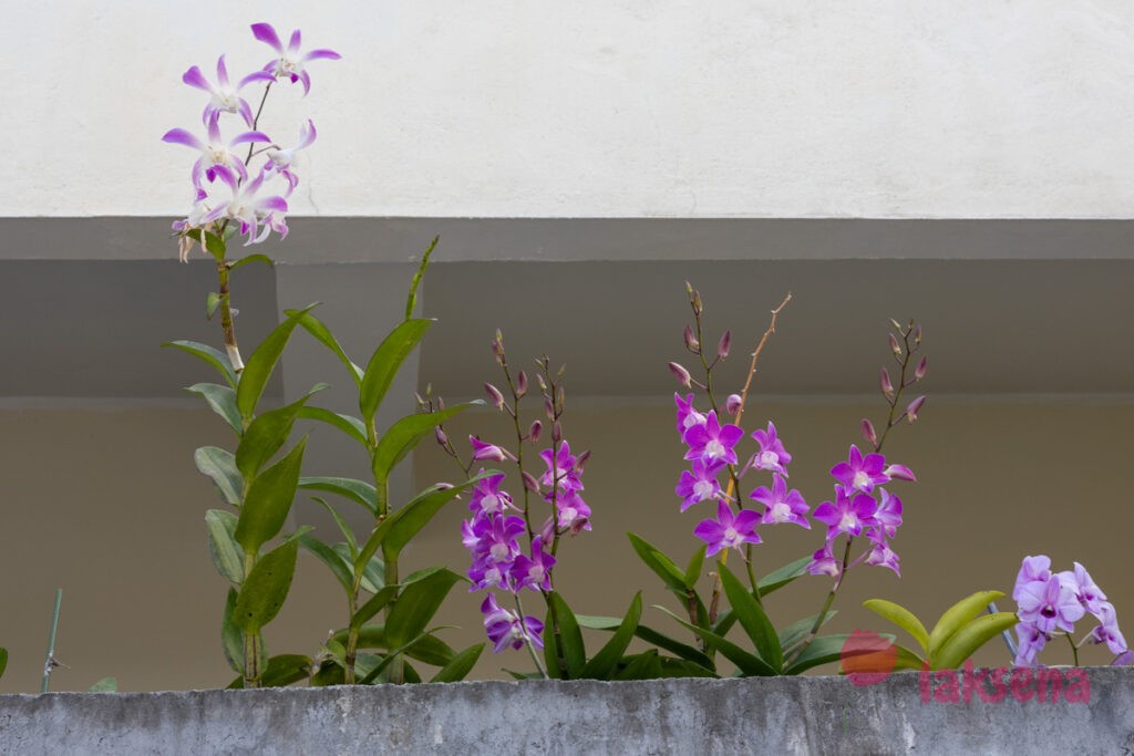 Орхидеи цветы мальдив