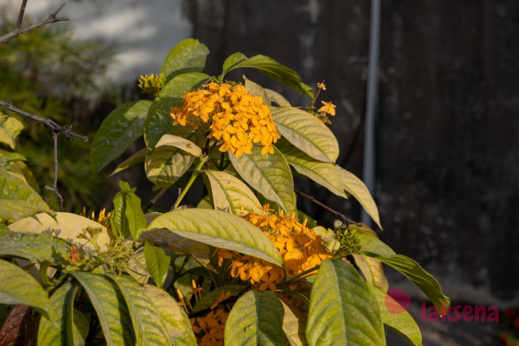 Иксора ярко-красная (Ixora coccinea) цветы мальдив