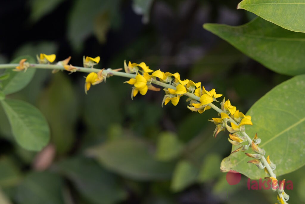 Кроталярия бледная (Crotalaria pallida) цветы мальдив
