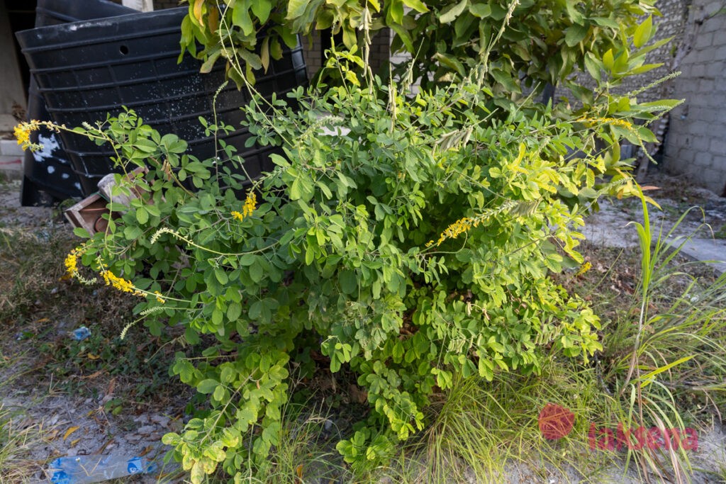 Кроталярия бледная (Crotalaria pallida) растения мальдив