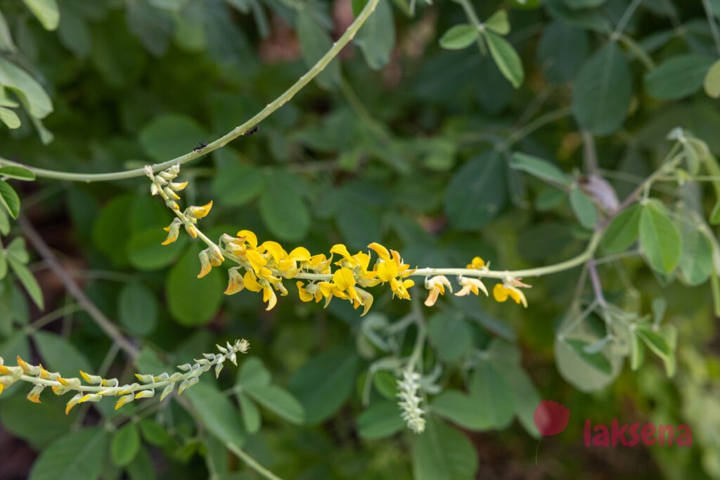 Кроталярия бледная (Crotalaria pallida) цветы мальдив