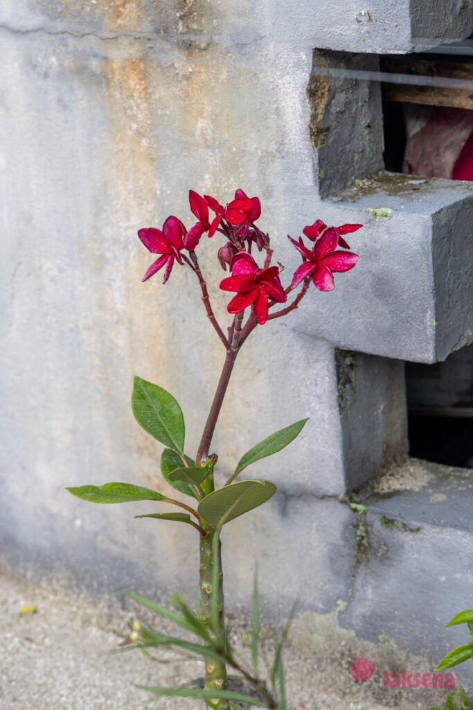 Плюмерия красная (Plumeria rubra) цветы мальдив