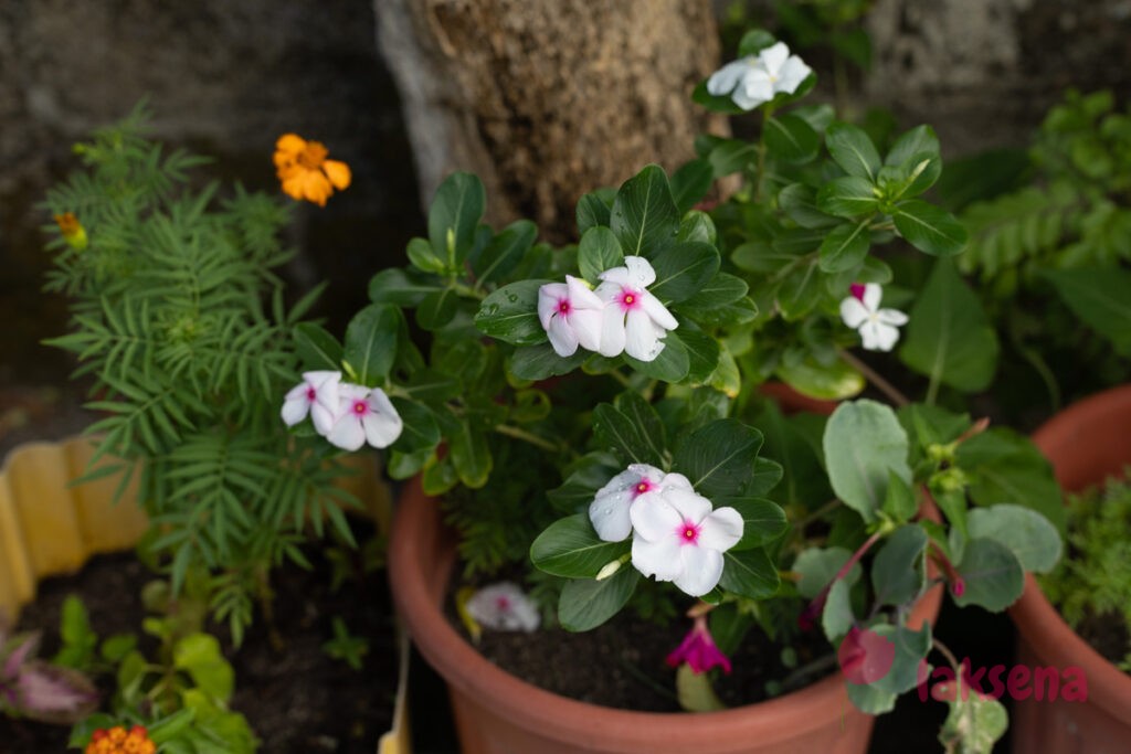 Катарантус розовый (Catharanthus roseus) растения мальдив