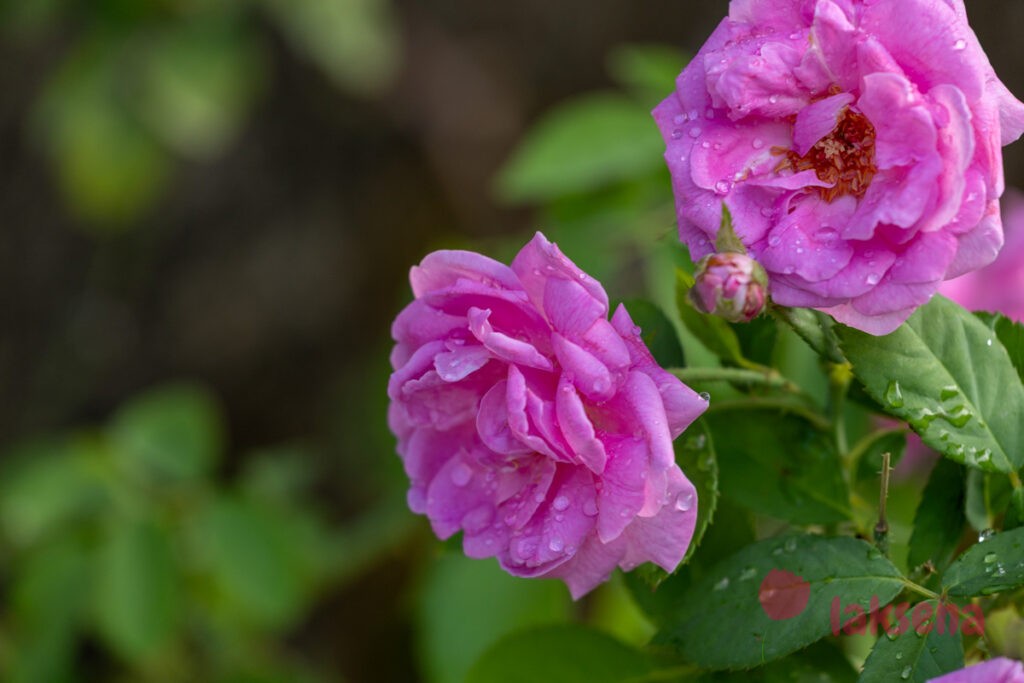 Полиантовая роза (Rosa polyantha) цветы мальдив