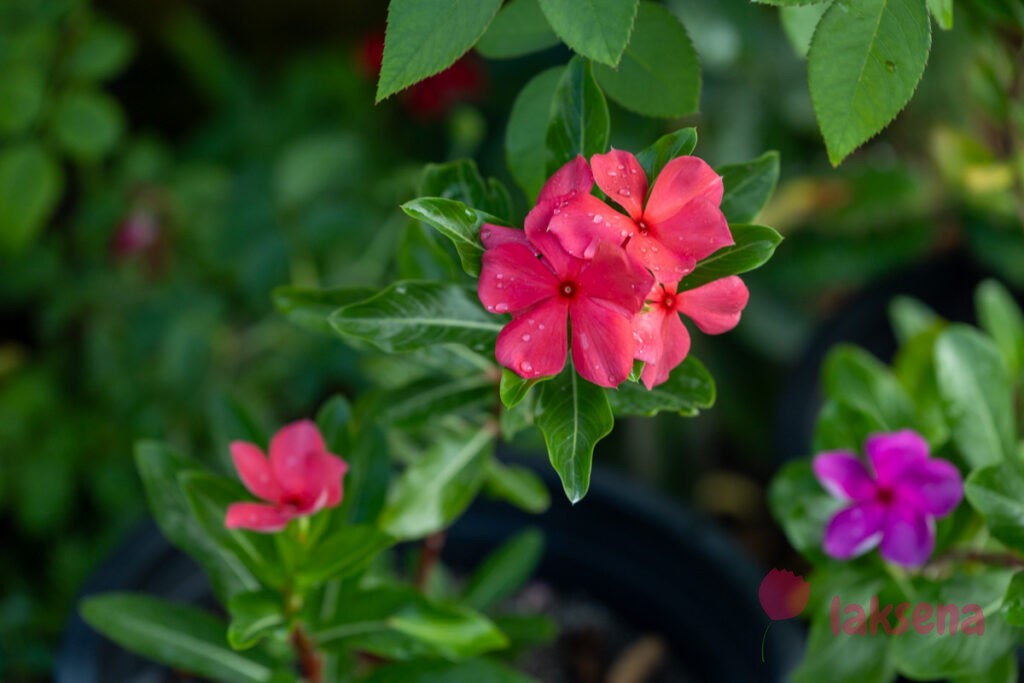Катарантус розовый (Catharanthus roseus) растения мальдив