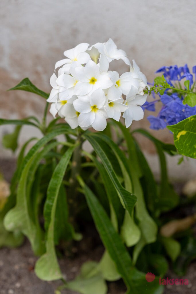 Плюмерия стыдливая (Plumeria pudica) цветы мальдив