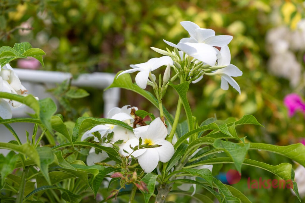Плюмерия стыдливая (Plumeria pudica) растения мальдив