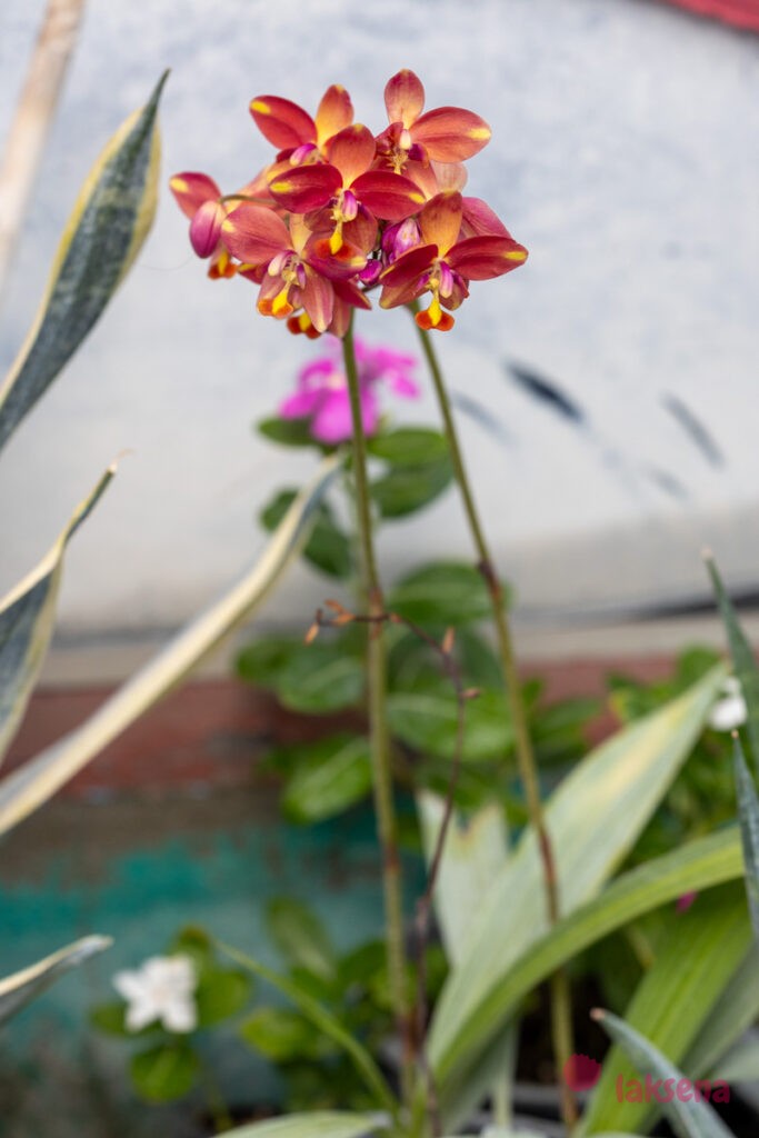 Орхидеи растения мальдив