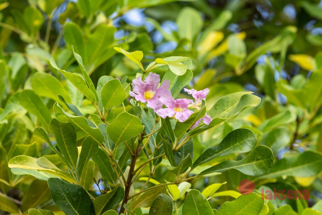 Табебуя розовая (Tabebuia rosea) цветы мальдив