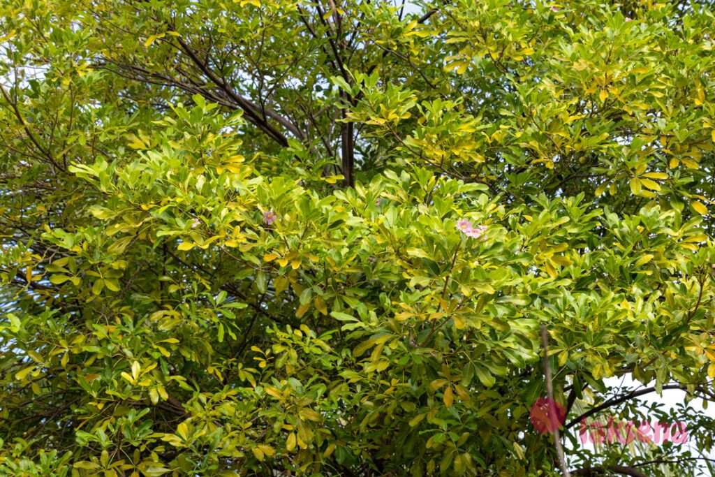 Табебуя розовая (Tabebuia rosea) цветы мальдив