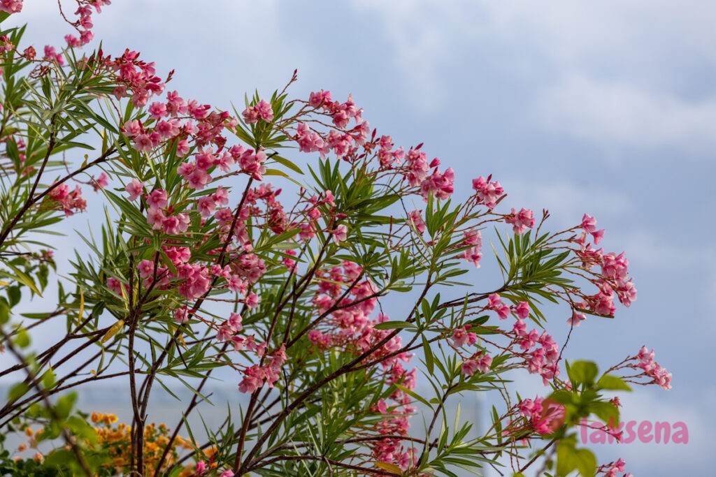 Олеандр (Nerium оleander) растения мальдив