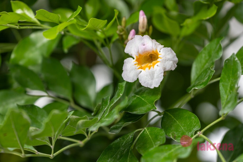 Радермахера Куньмин (Radermachera kunming) цветы мальдив