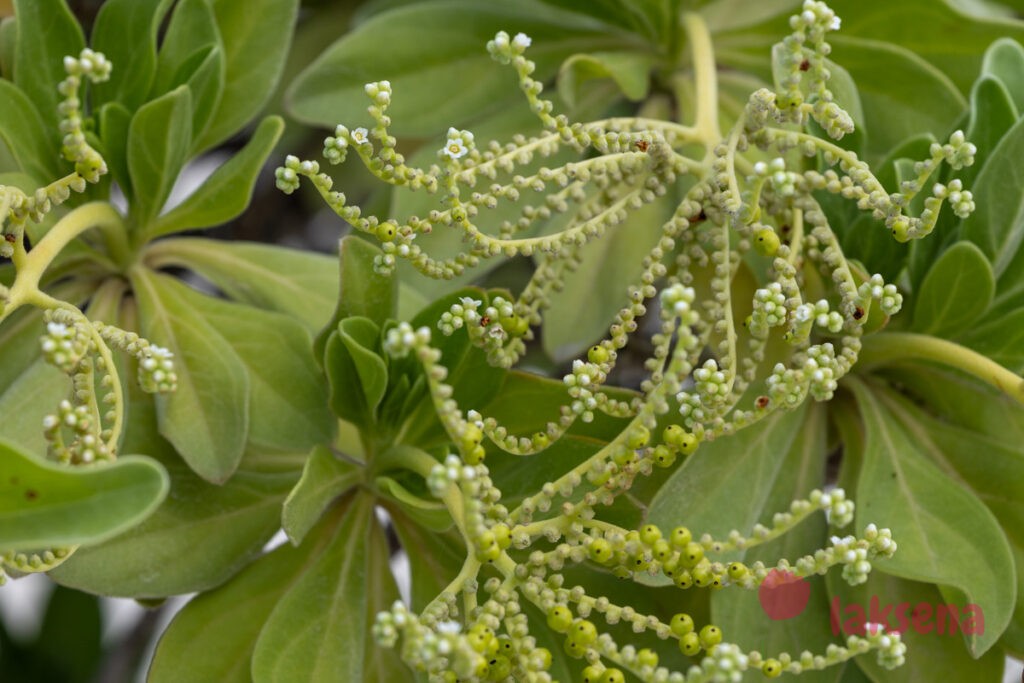 Аргузия серебристая (Heliotropium arboreum) цветы мальдив