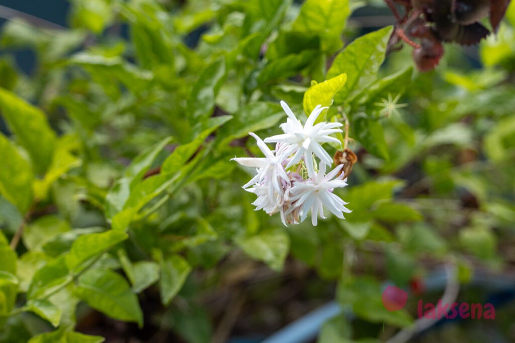 Жасмин самбак (Jasminum sambac) цветы мальдив