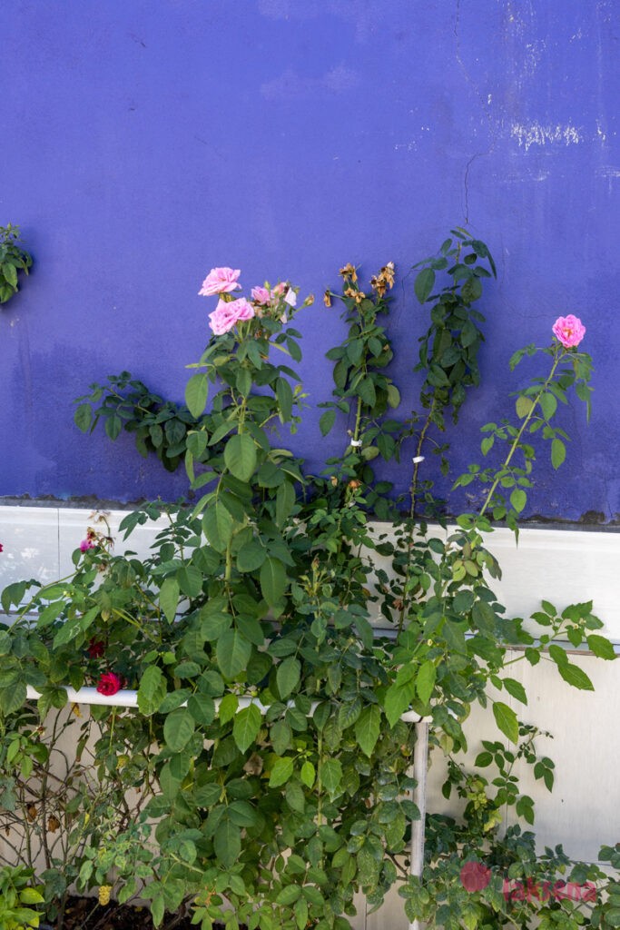 Полиантовая роза (Rosa polyantha) цветы мальдив