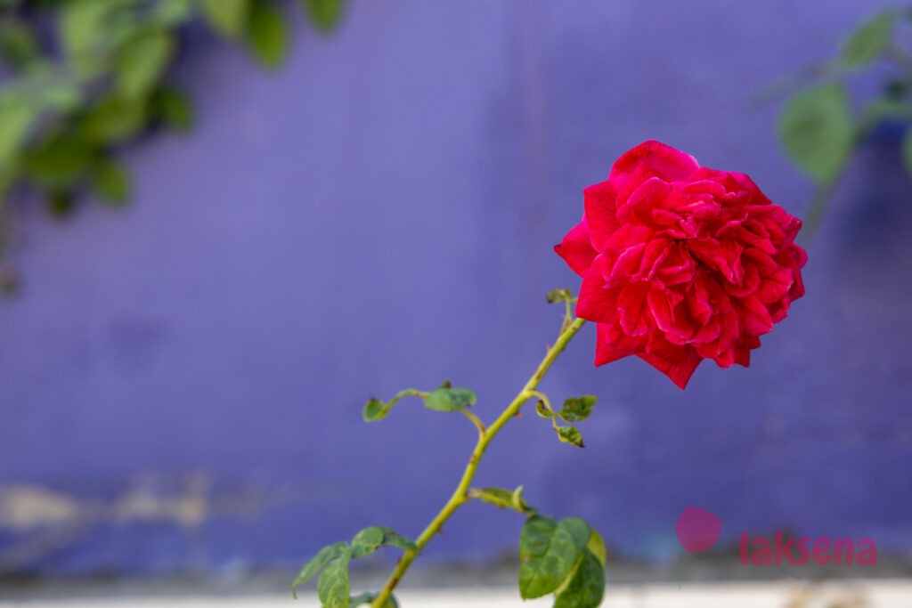 Полиантовая роза (Rosa polyantha) цветы мальдив