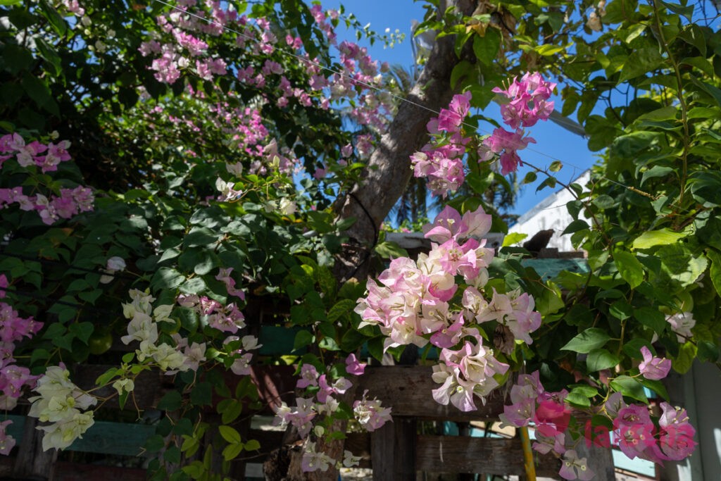 Бугенвиллея (Bougainvillea) растени Мальдив