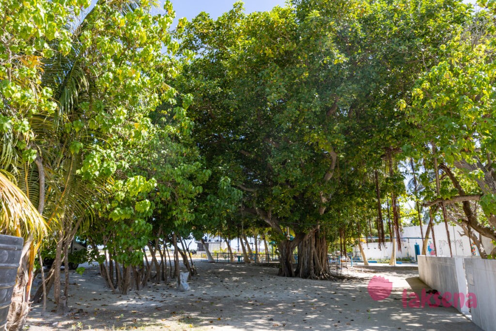 баньян мальдивы