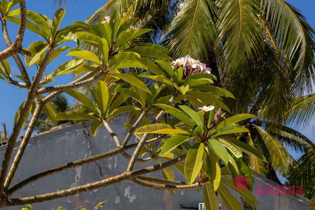 Плюмерия красная (Plumeria rubra) растения мальдив