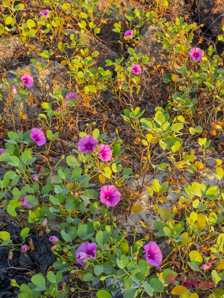 Ипомея двулопастная (Ipomoea pes-caprae) цветы мальдив