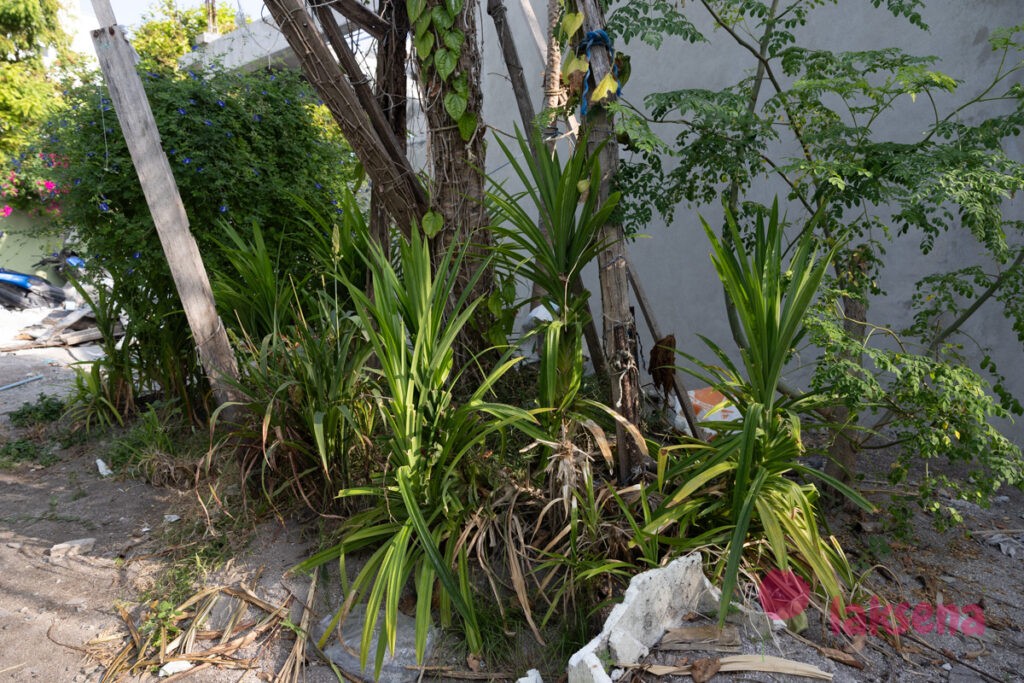 пандан pandanus