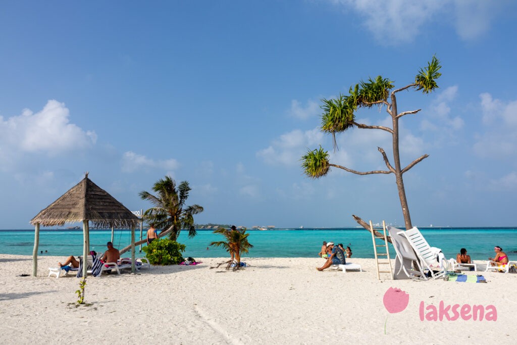 пандан pandanus