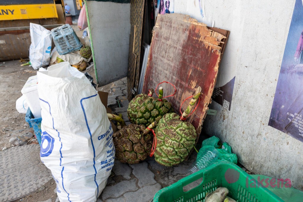 пандан на мальдивах pandanus