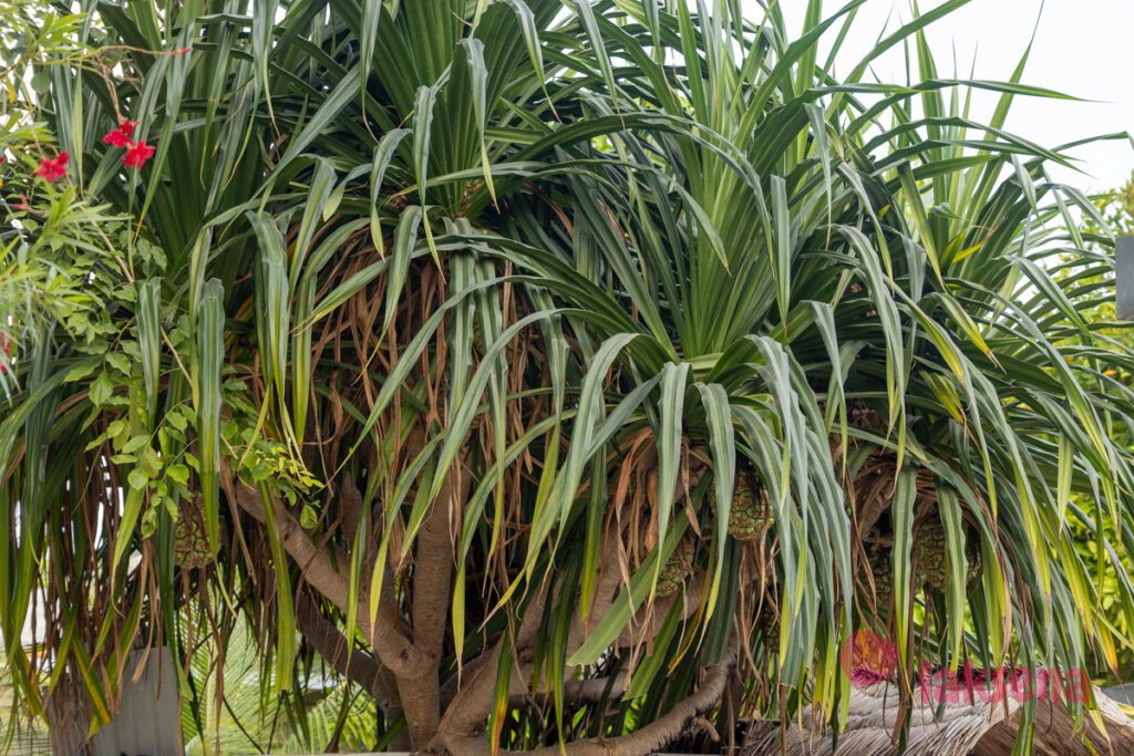 пандан pandanus