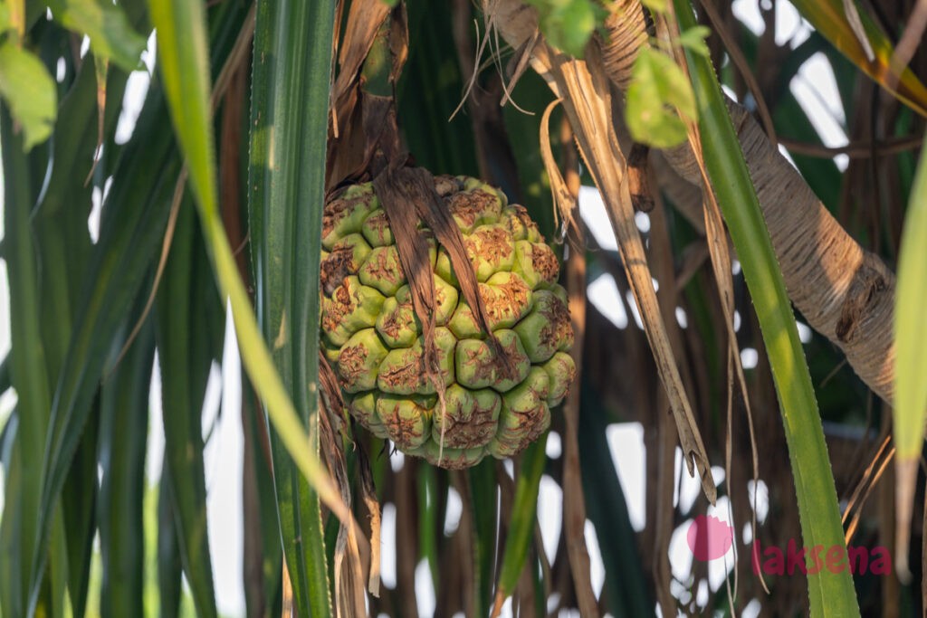 пандан pandanus
