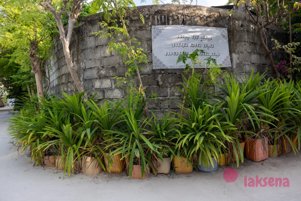 пандан pandanus