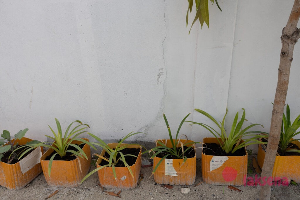 пандан pandanus