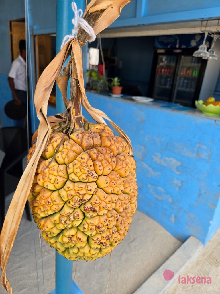 пандан pandanus
