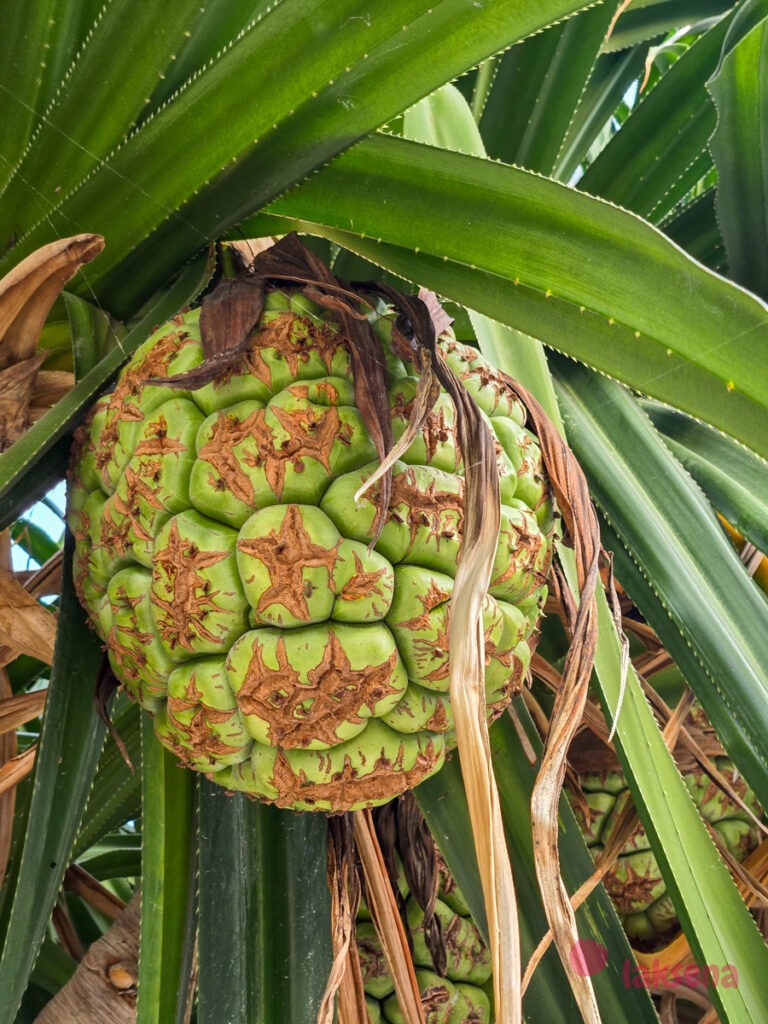 пандан pandanus