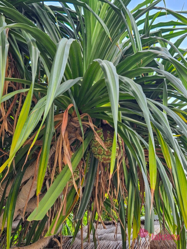 пандан pandanus