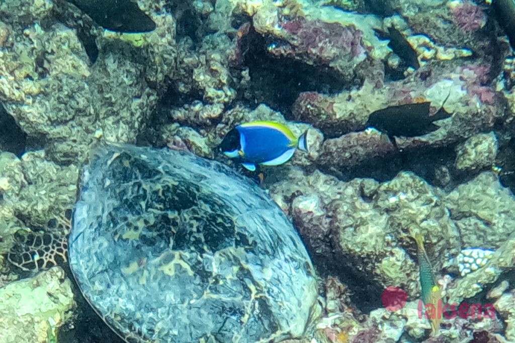 рифовые рыбы на Мальдивах синий белогрудый хирург (Acanthurus leucosternon)
