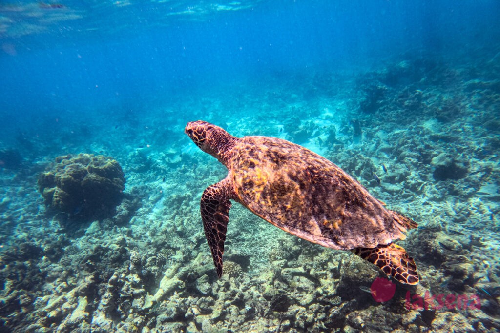 Черепаха Бисса, или Бисс, или Настоящая каретта (Eretmochelys imbricata) 