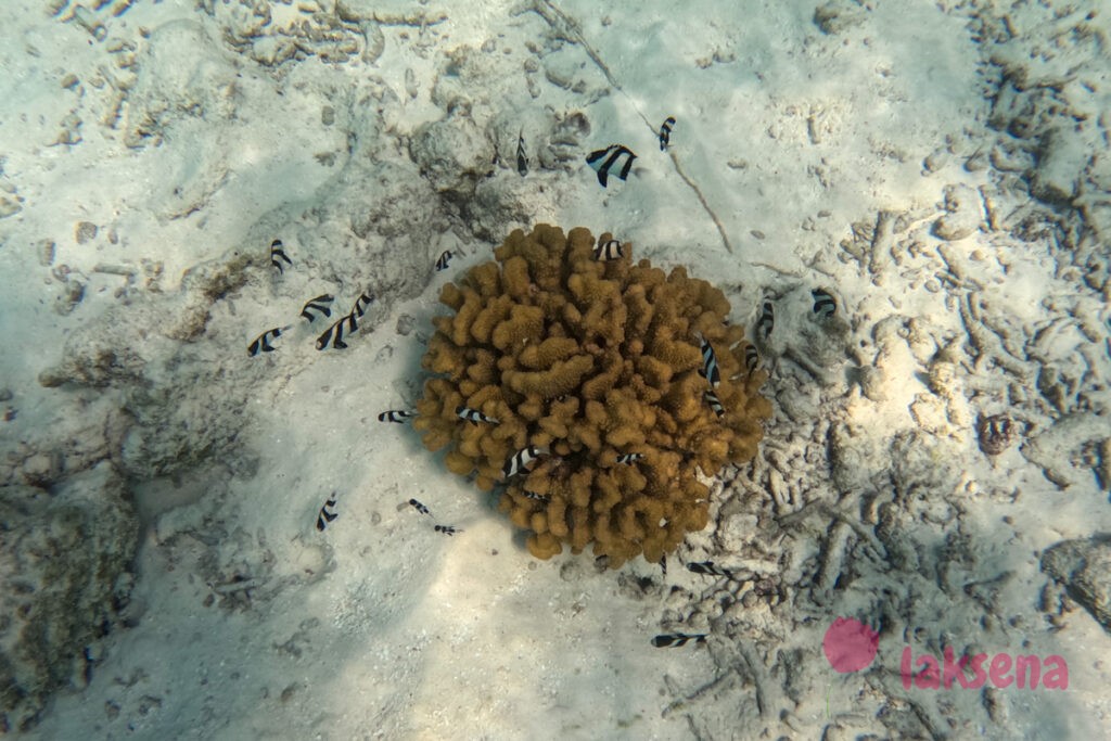 рифовые рыбы на Мальдивах Полосатые дасциллы или рыбы-зебры (Dascyllus aruanus)